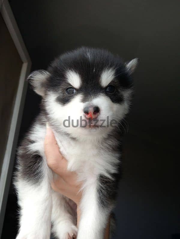 husky dogs for sale 9