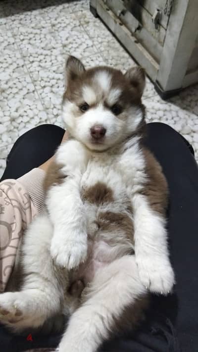 female husky poppy