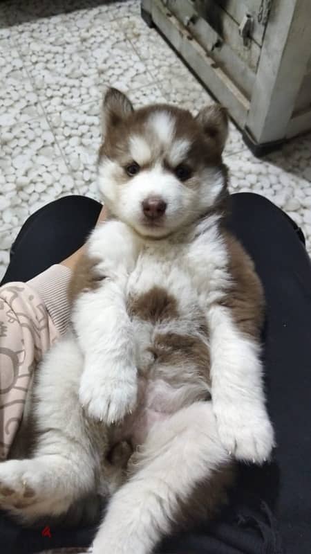 female husky poppy 0