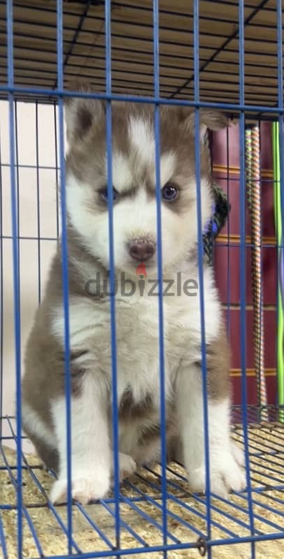 female husky poppy 1