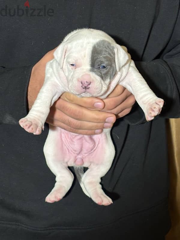 american bullies puppies 6