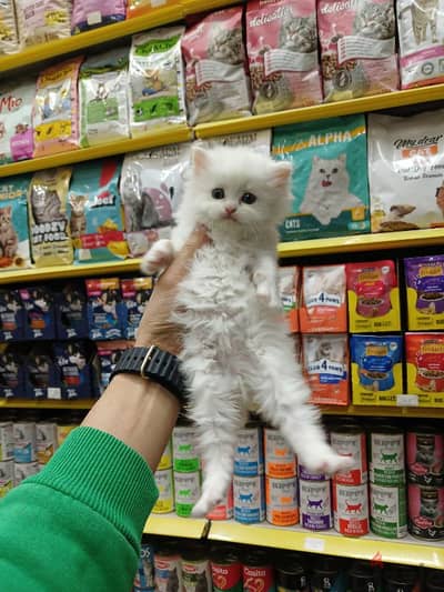 Pets Mega Store