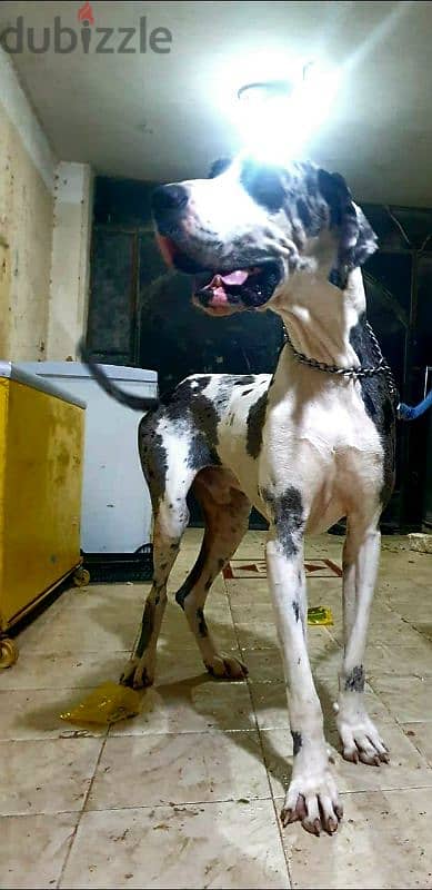 جريت دان great dane