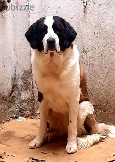 سانت برنارد saint Bernard