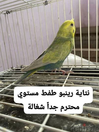 مجموعه للبيع