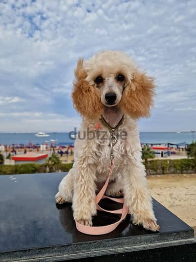 poodle miniature