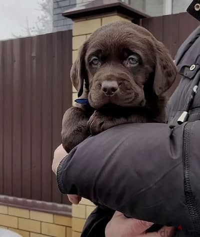 Chocolate Labrador puppy boy from Russia