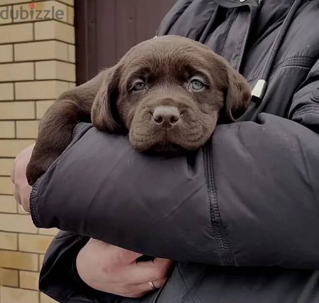 Chocolate Labrador puppy boy from Russia 2