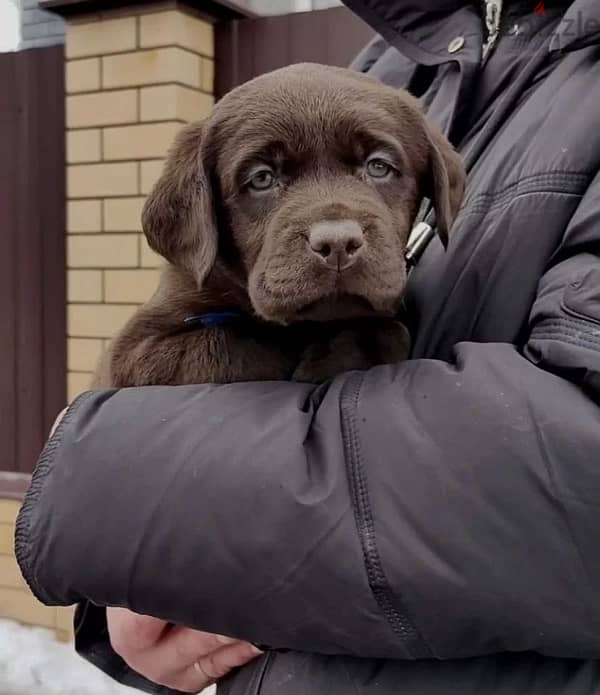 Chocolate Labrador puppy boy from Russia 3