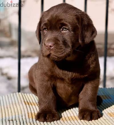 Chocolate Labrador puppy boy from Russia