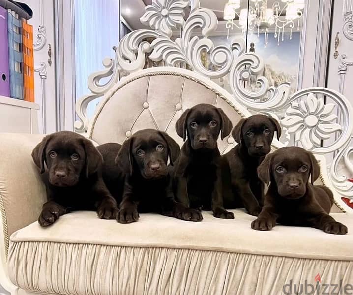 Chocolate Labrador puppy boy from Russia 1