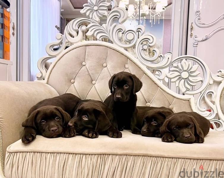 Chocolate Labrador puppy boy from Russia 2