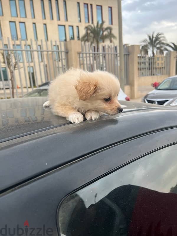 Griffon Dog 50 days old 1