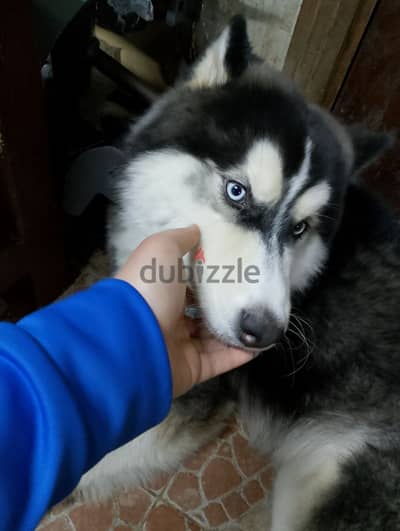 كلب هاسكي للبيع / huskey dog for sell