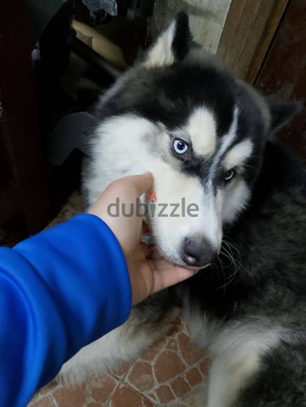 كلب هاسكي للبيع / huskey dog for sell 0