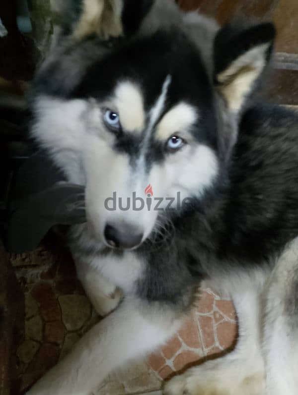 كلب هاسكي للبيع / huskey dog for sell 1