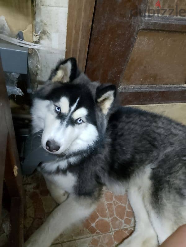 كلب هاسكي للبيع / huskey dog for sell 2