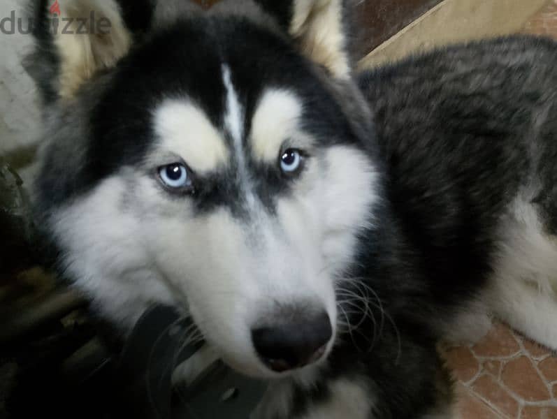 كلب هاسكي للبيع / huskey dog for sell 3