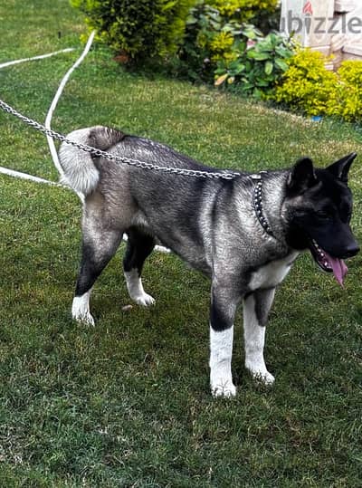 American Akita dog