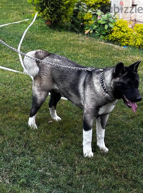 American Akita dog 0