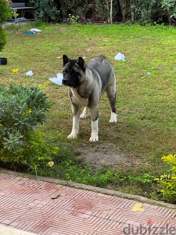 American Akita dog 3