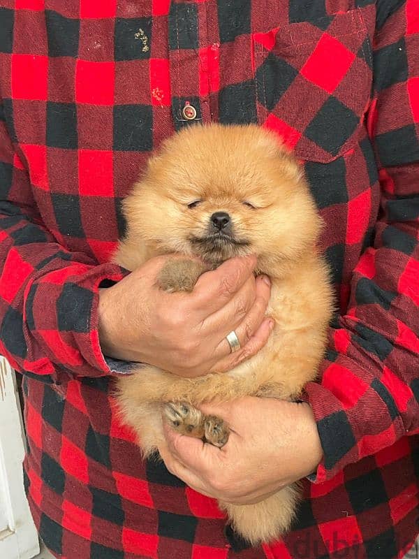 pomeranian  ولد 0