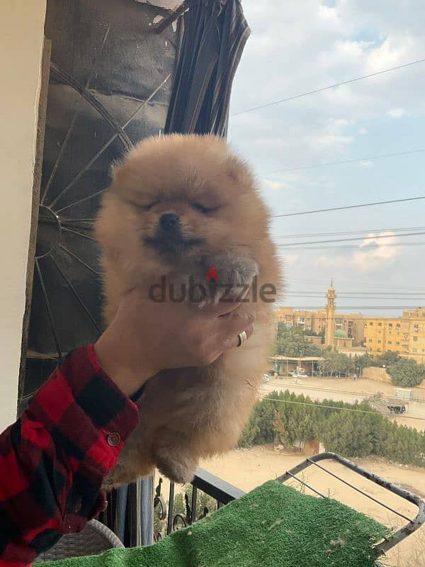 pomeranian  ولد 1