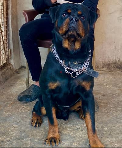 دكر روت للزواج فقط / Rottweiler