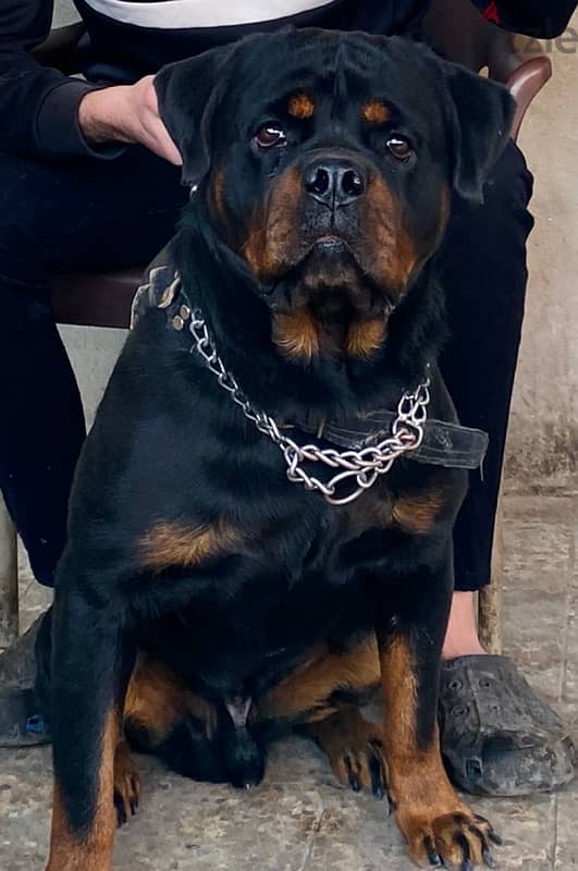 دكر روت للزواج فقط / Rottweiler 1