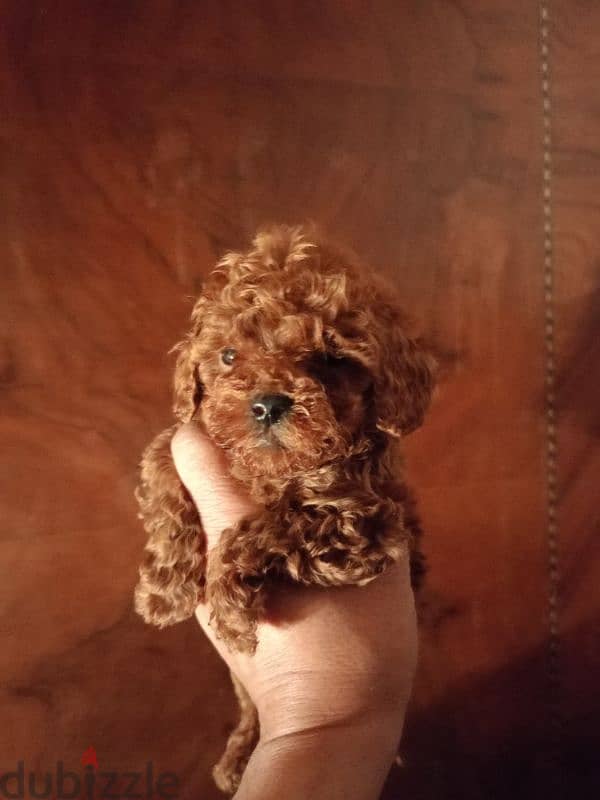 best toy poodle puppies 1