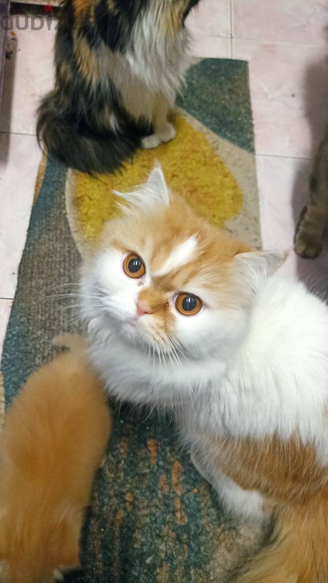 Persian Kitties Ginger 4