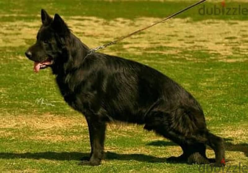 showline جرو رويال بلاك dog black royal German 2