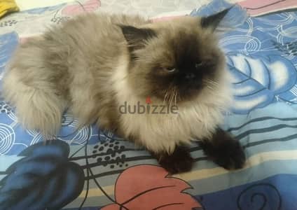 Himalayan Cat قط هيمالايا