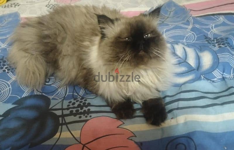 Himalayan Cat قط هيمالايا 1