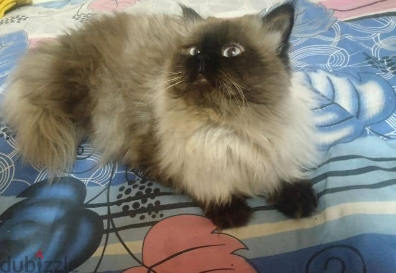 Himalayan Cat قط هيمالايا 2