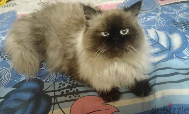 Himalayan Cat قط هيمالايا 3