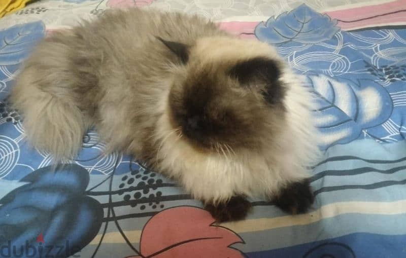 Himalayan Cat قط هيمالايا 4