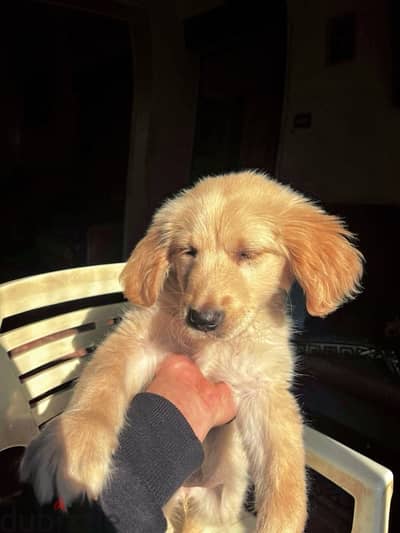 Golden Retriever 2 Months