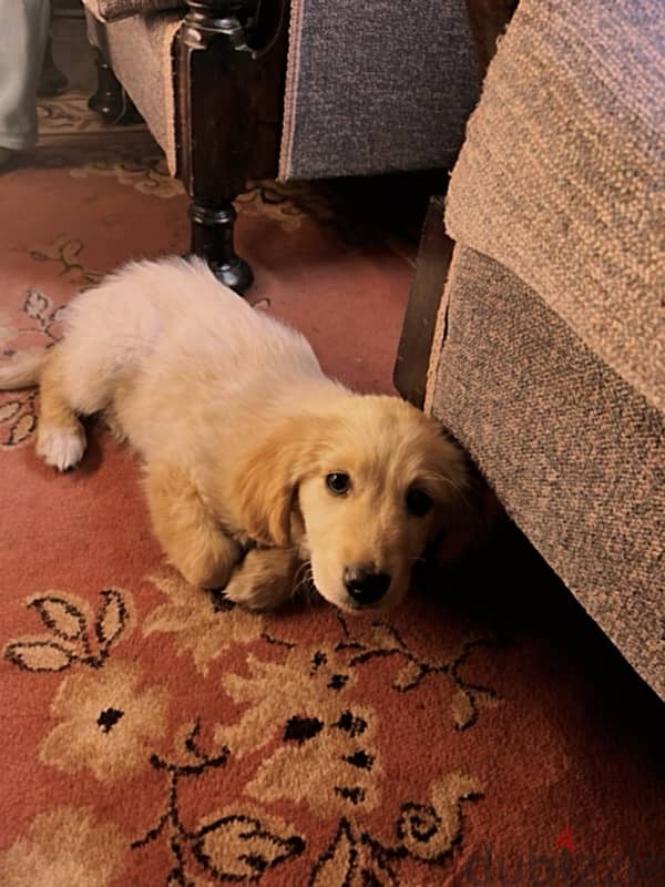 Golden Retriever 2 Months 2