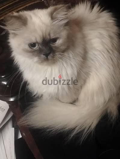 Himalayan Cat قطة هيمالايا