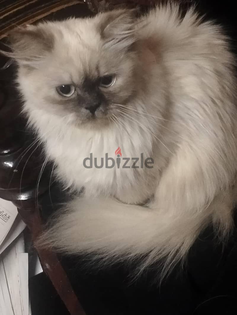 Himalayan Cat قطة هيمالايا 0