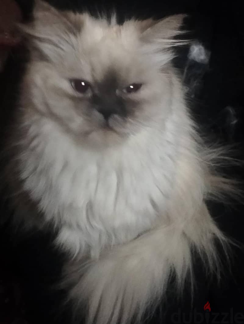 Himalayan Cat قطة هيمالايا 1