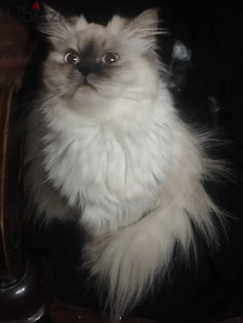 Himalayan Cat قطة هيمالايا 2