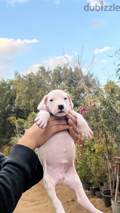 Dogo argentino puppies جراوى دوجو ارچنتينو