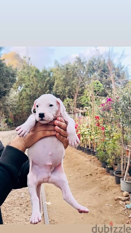 Dogo argentino puppies جراوى دوجو ارچنتينو 1