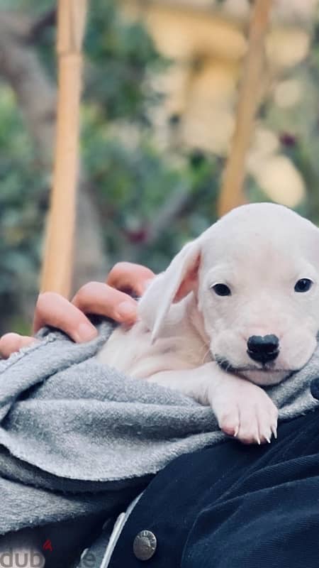 Dogo argentino puppies جراوى دوجو ارچنتينو 2