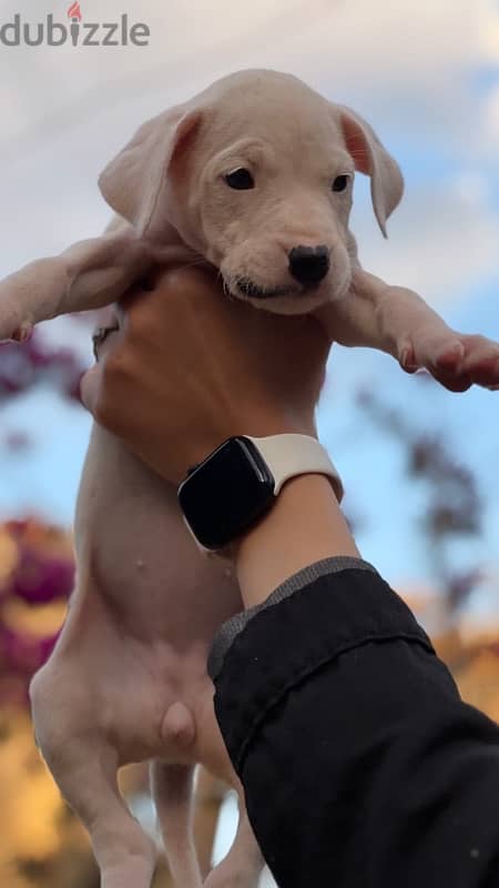 Dogo argentino puppies جراوى دوجو ارچنتينو 3