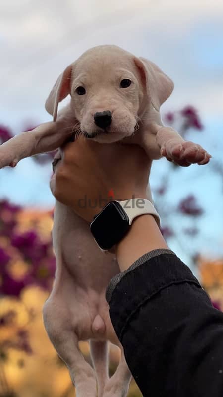 Dogo argentino puppies جراوى دوجو ارچنتينو 4