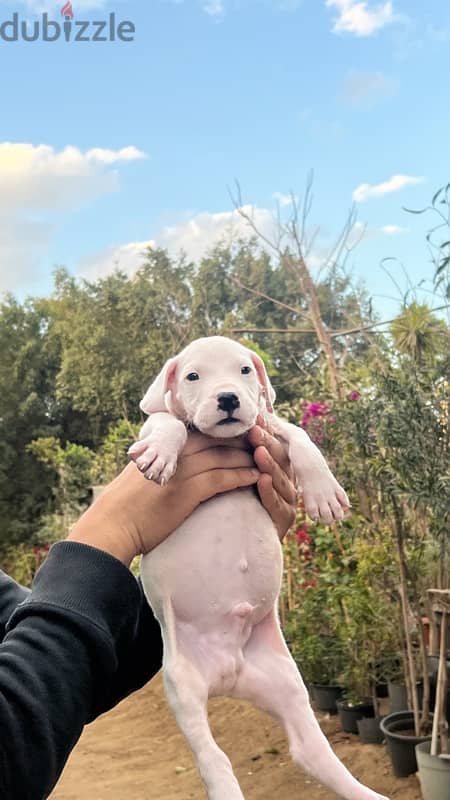 Dogo argentino puppies جراوى دوجو ارچنتينو 5