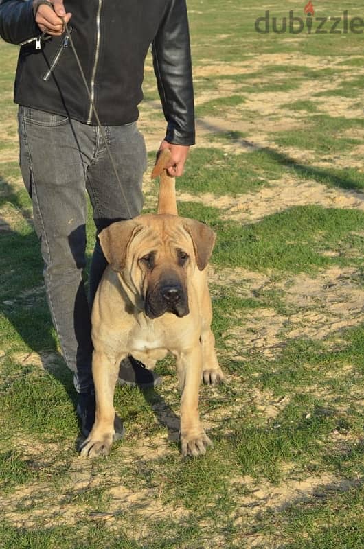 presa canario برسيا كناريو 1